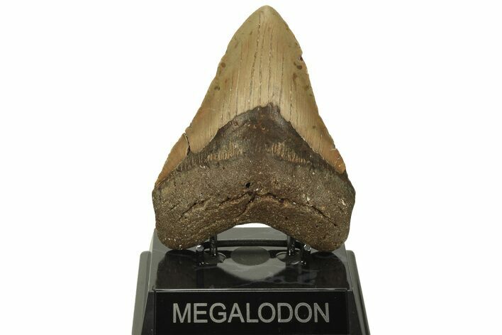 Fossil Megalodon Tooth - North Carolina #219939